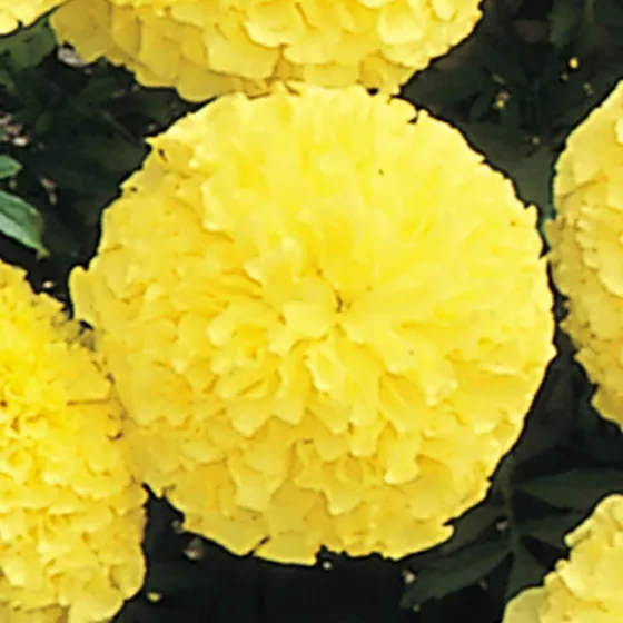 Inca II Primrose