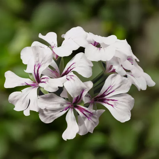 Tornado White