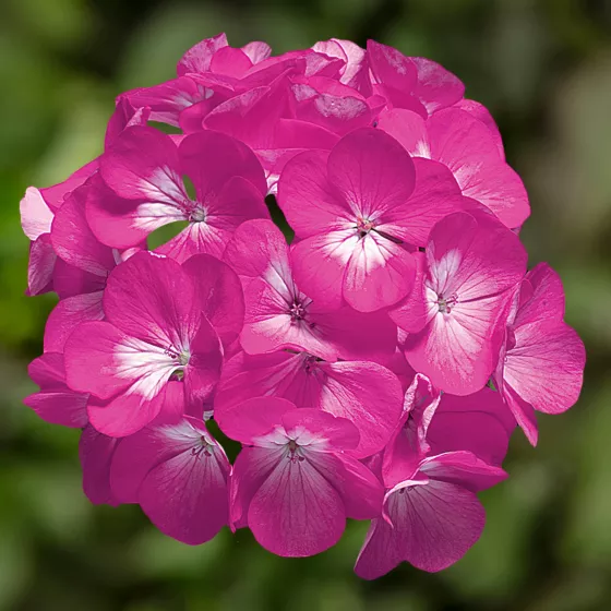 Ringo 2000 Deep Rose