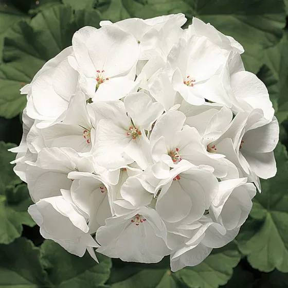 Ringo 2000 White