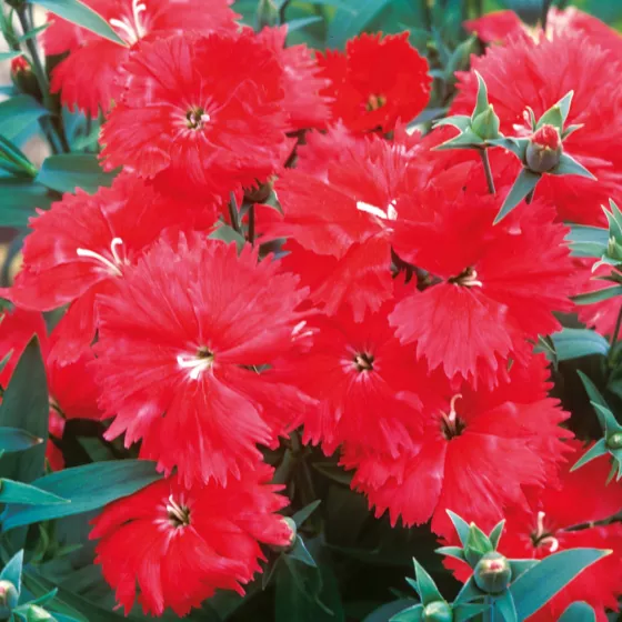 Aristo Scarlet