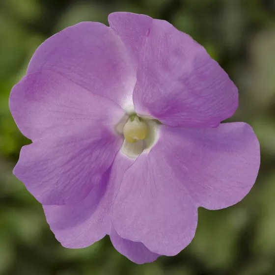 Sonic® Light Lavender