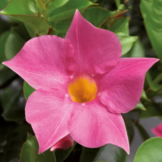 Rio® Pink