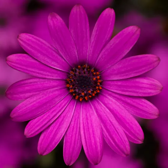 Tradewinds® Deep Purple