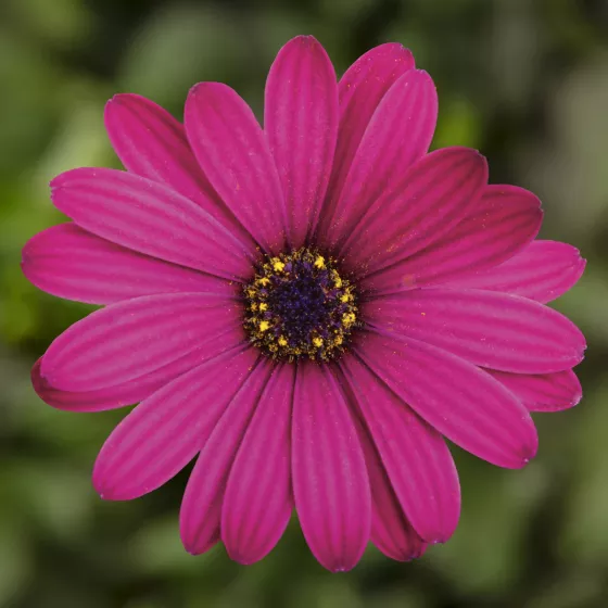 Sirocco Deep Purple