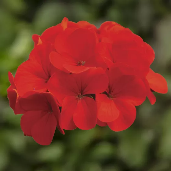 Ringo 2000 Deep Scarlet