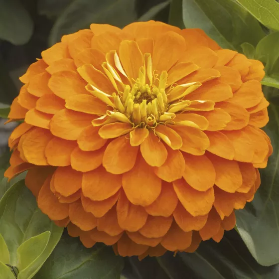 Mondo Orange