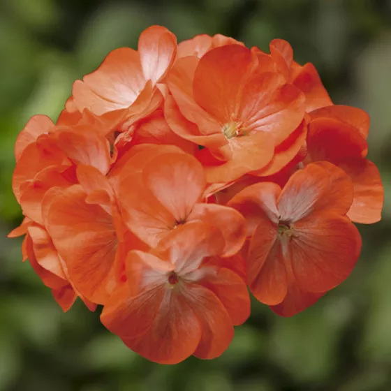 Pinto Premium Orange Bicolor