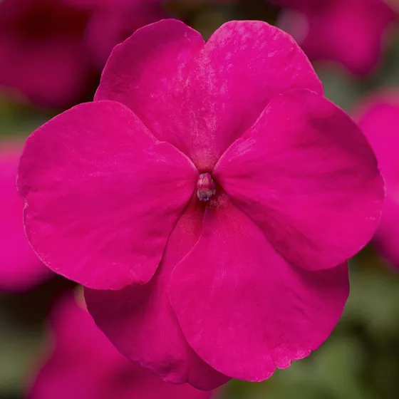 Xtreme Bright Rose | Syngenta Flowers