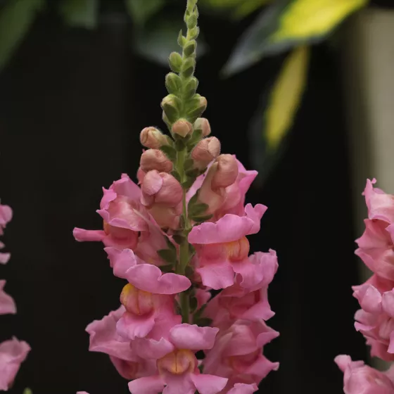 Sonnet Pink