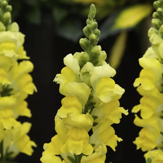 Sonnet Yellow