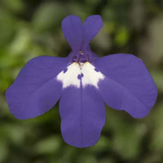 Moon Half | Syngenta Flowers