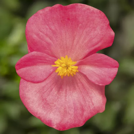 Topspin Rose