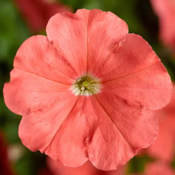 Damask® Salmon