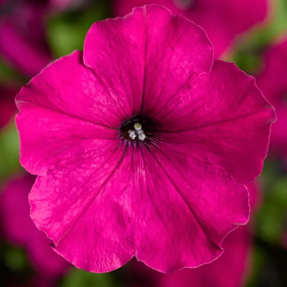 Damask® Purple