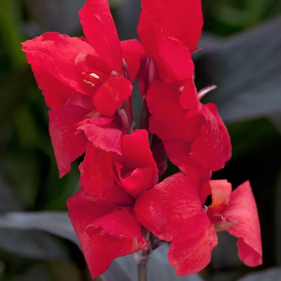 Cannova Scarlet Bronze Leaf