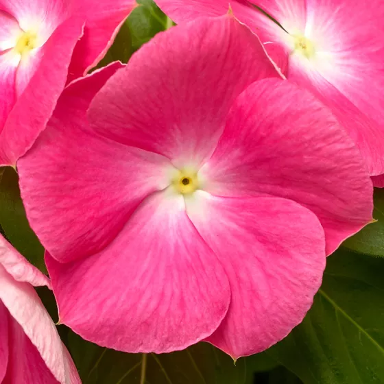 Cora XDR Pink Halo