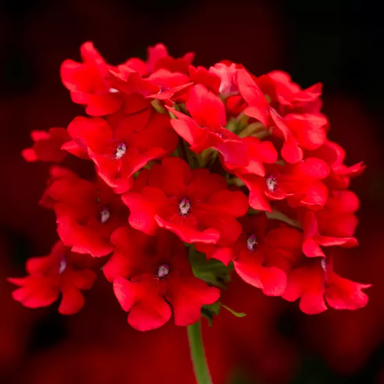 Obsession Cascade Scarlet