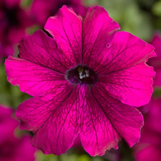 TriTunia Burgundy