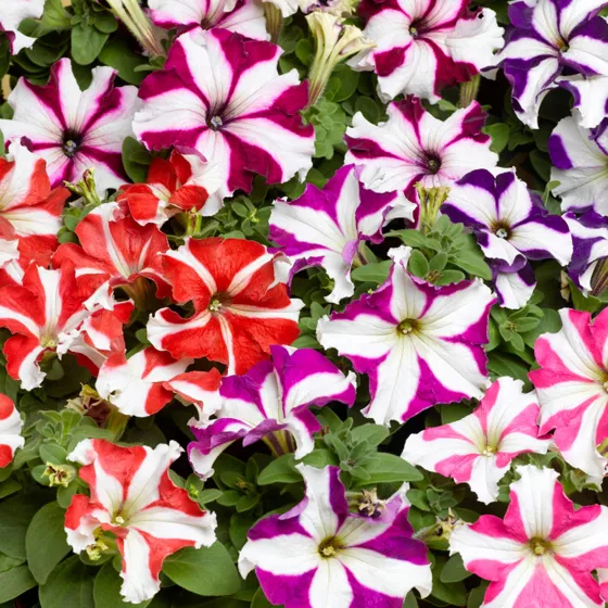 TriTunia Star Mix