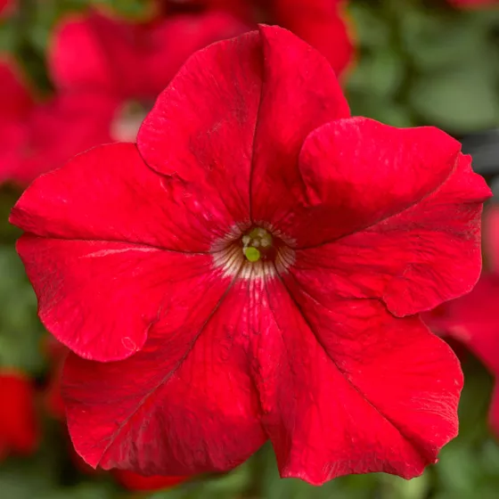 TriTunia Red