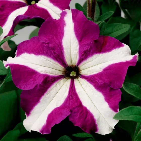 TriTunia Purple Star