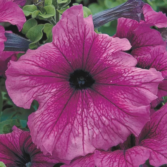 TriTunia Plum