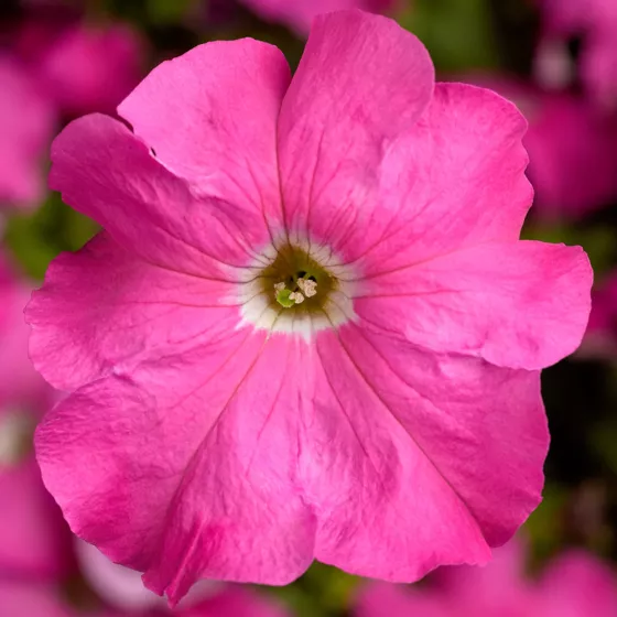 TriTunia Pink | Syngenta Flowers