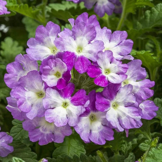 Lanai® Up Twister Scentation | Syngenta Flowers