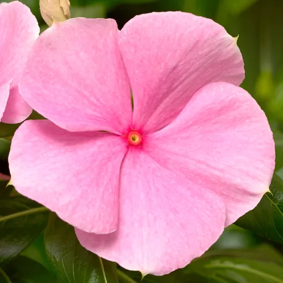 Cora XDR Light Pink