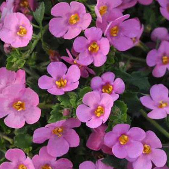 Cabana® Jumbo Rose