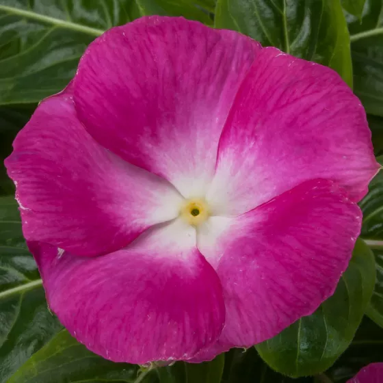 Cora XDR Magenta Halo