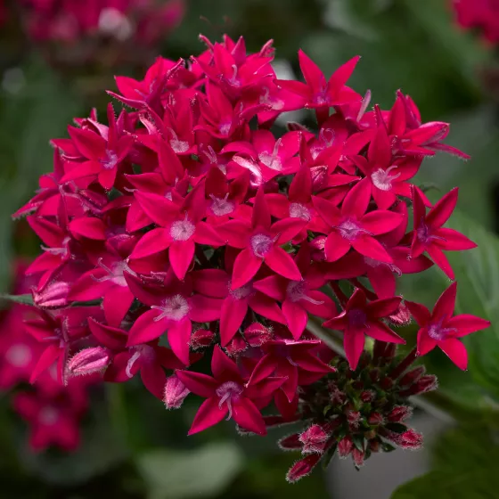 Starcluster Rose