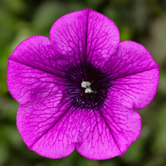 Dekko Deep Lavender Vein