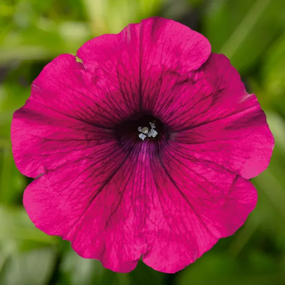 Sanguna® Purple