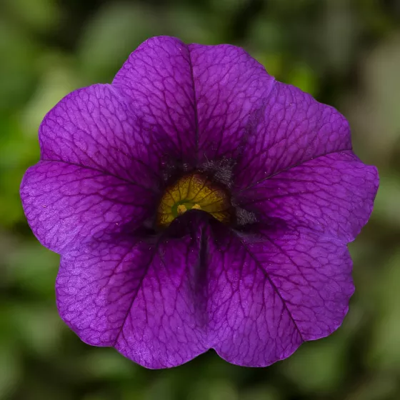 Callie® Purple