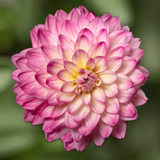 Sincerity Rose Bicolor