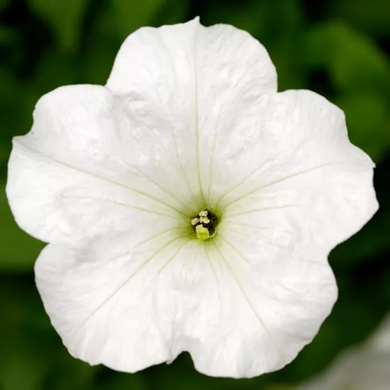 FotoFinish White
