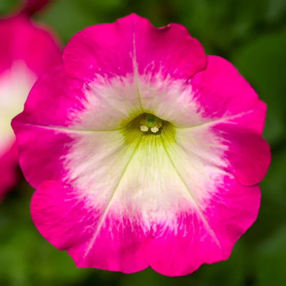 FotoFinish Rose Morn