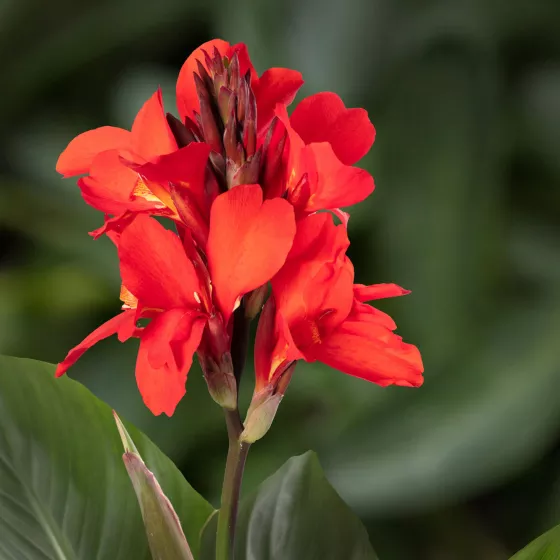 Cannova Scarlet