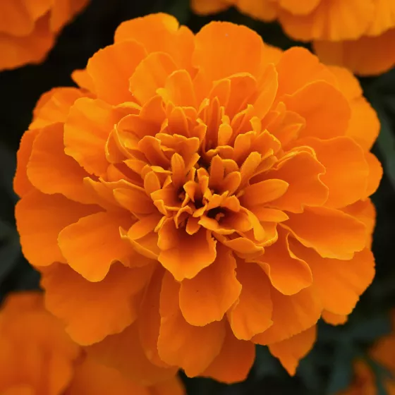 Aton Deep Orange