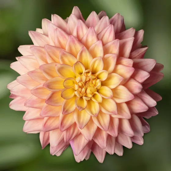 Sincerity Peach