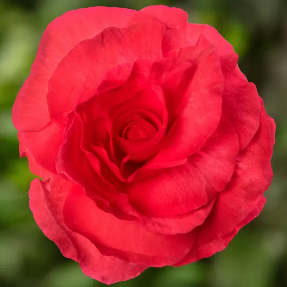 Limitless® Dark Rose