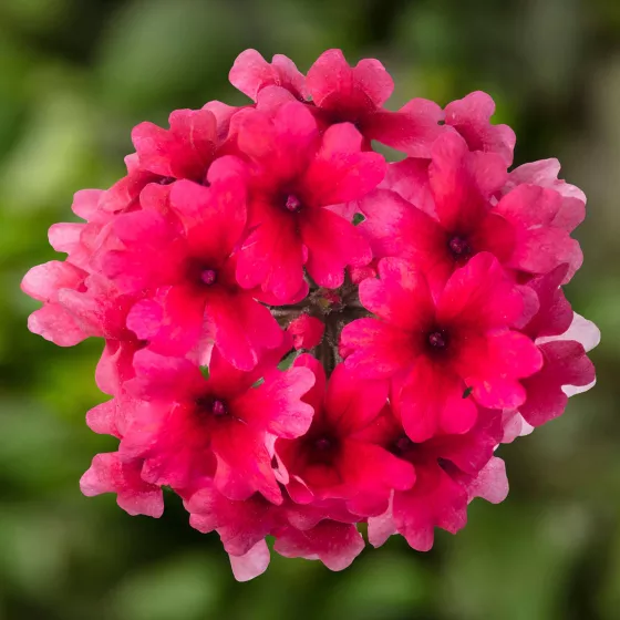 Lanai® Strawberry Dark Eye | Syngenta Flowers