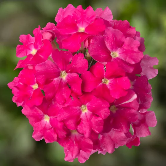 Lanai® Deep Pink