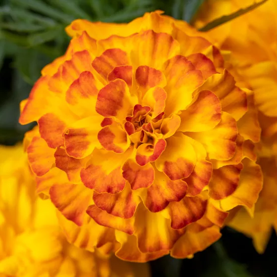 Endurance Sunset Gold