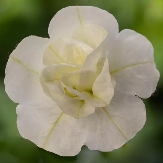 Callie® Double White