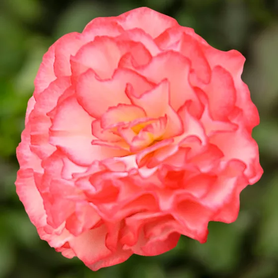 Nonstop Rose Picotee