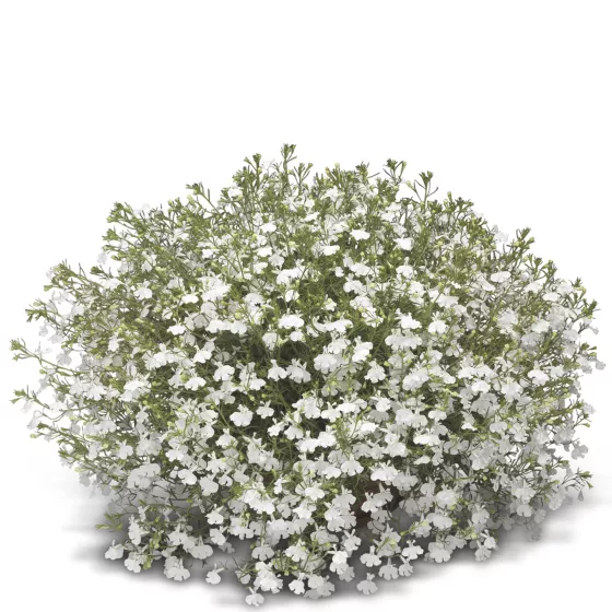 Laguna® Trailing White