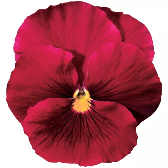 Delta® Pure Rose